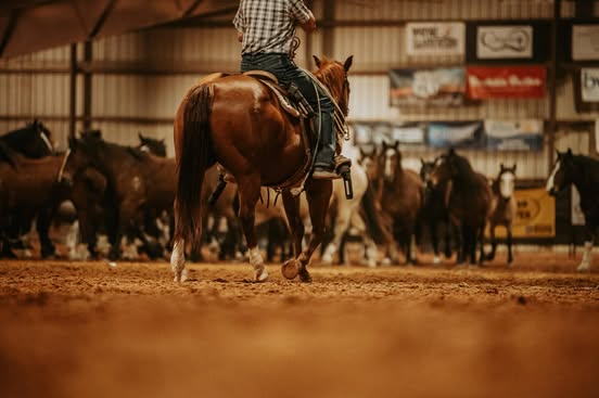 Horse and rider working cattle in a sunlit arena